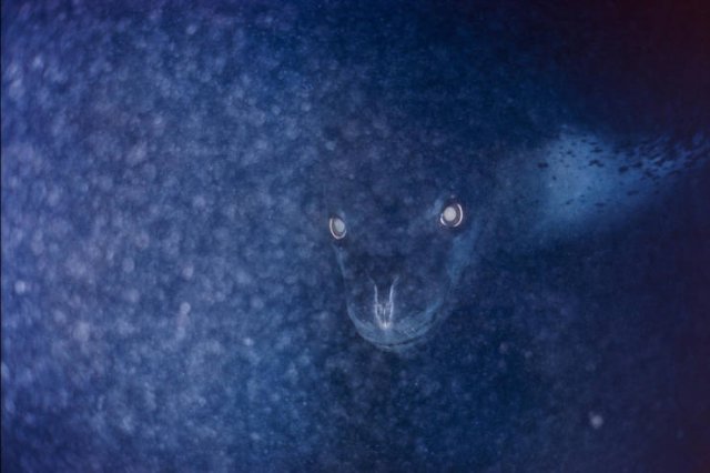 This Is Thalassophobia (29 pics) This Is Thalassophobia (29 pics)