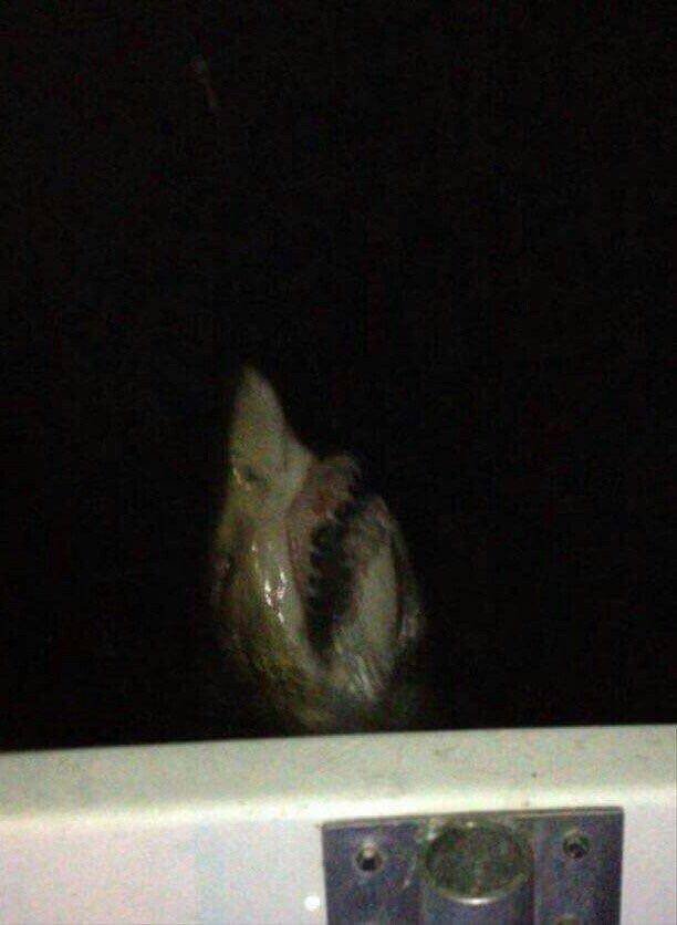 This Is Thalassophobia (29 pics) This Is Thalassophobia (29 pics)