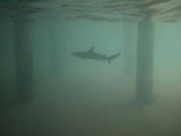 This Is Thalassophobia (29 pics) This Is Thalassophobia (29 pics)