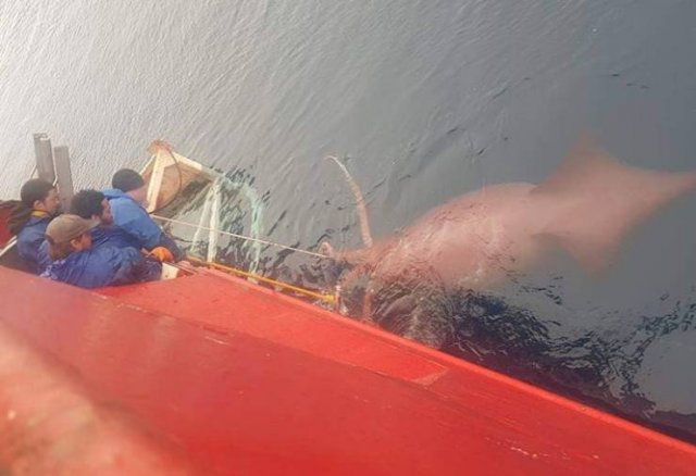 This Is Thalassophobia (29 pics) This Is Thalassophobia (29 pics)