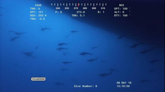 This Is Thalassophobia (29 pics) This Is Thalassophobia (29 pics)