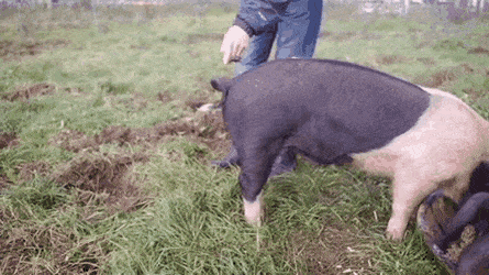 Acid Gifdump, May 18 (25 gifs)