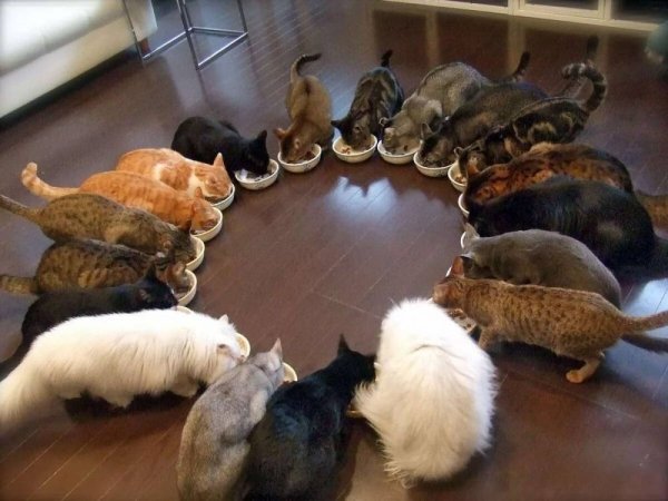 Perfection Is Possible (34 pics)