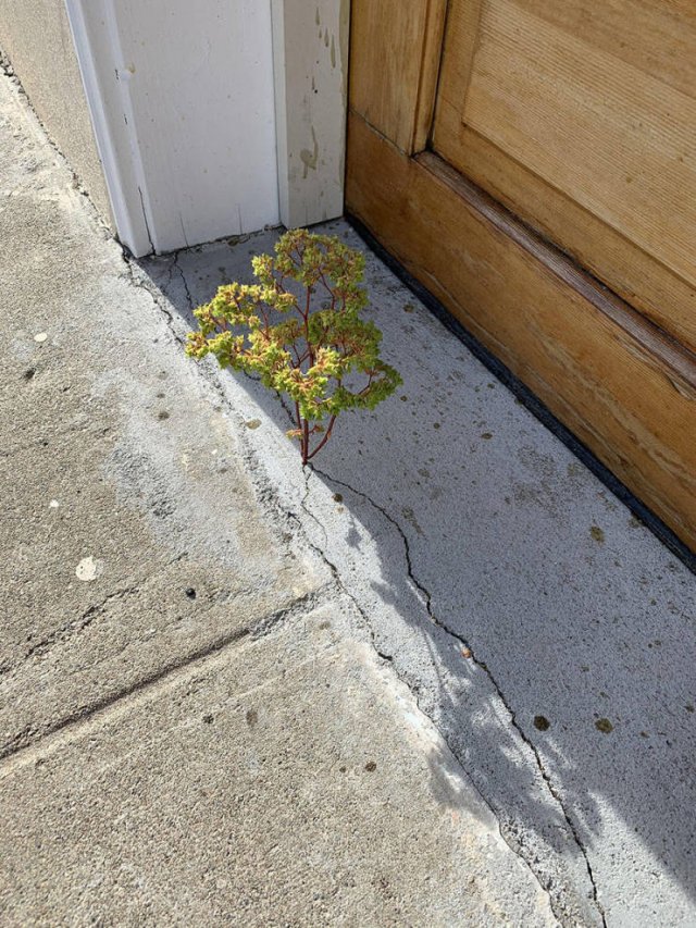 Acid Picdump. Part 1 (102 pics)