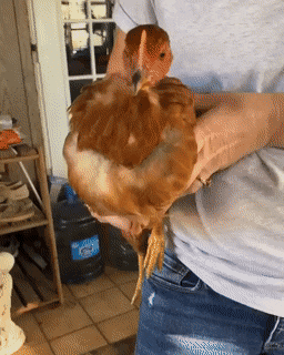 Acid Gifdump, May 19 (25 gifs)