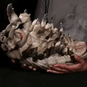 Acid Gifdump, May 19 (25 gifs)