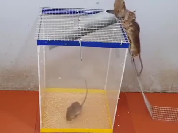 How To Trap Mouse In Plastic Tubes