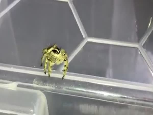 Tiny Super Spider Catches Fly