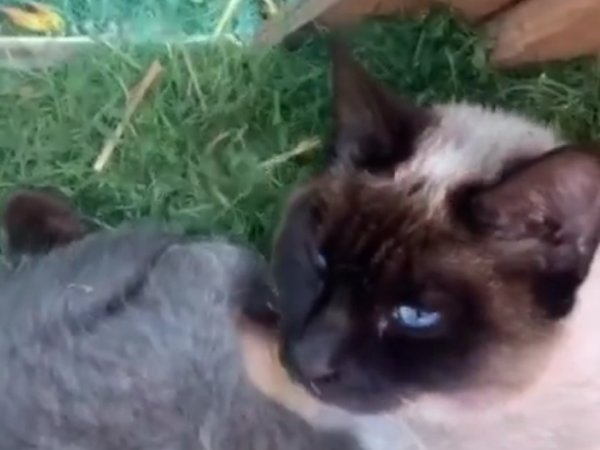 Long Nose Cat