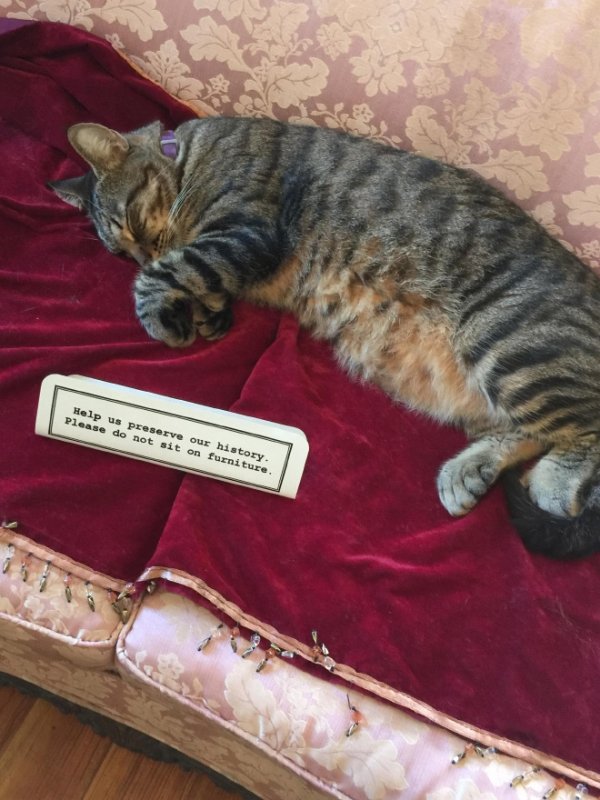 Hilarious Cats (34 pics)
