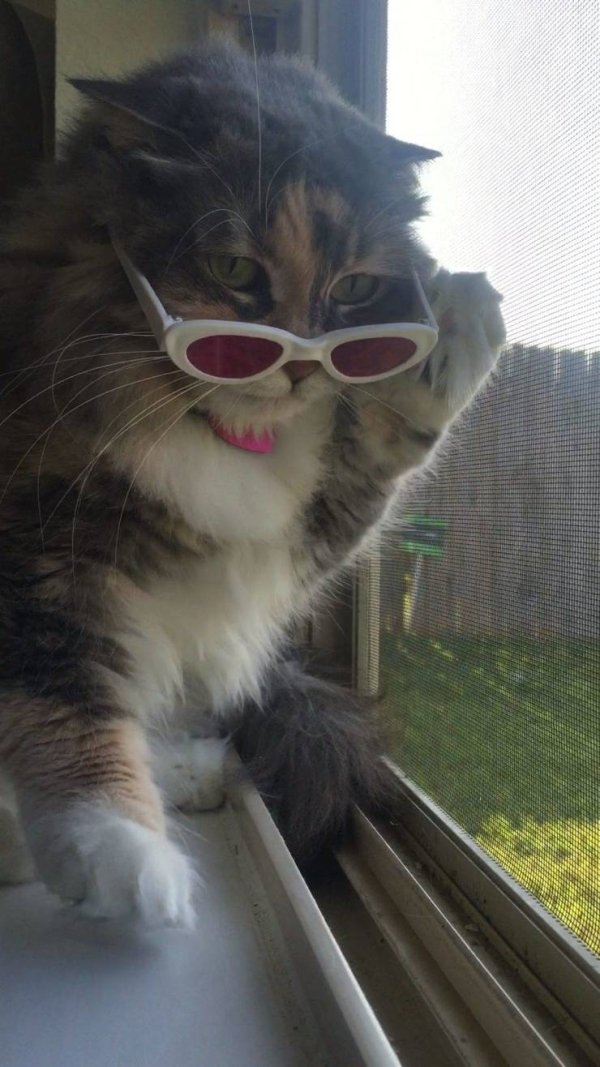 Hilarious Cats (34 pics)