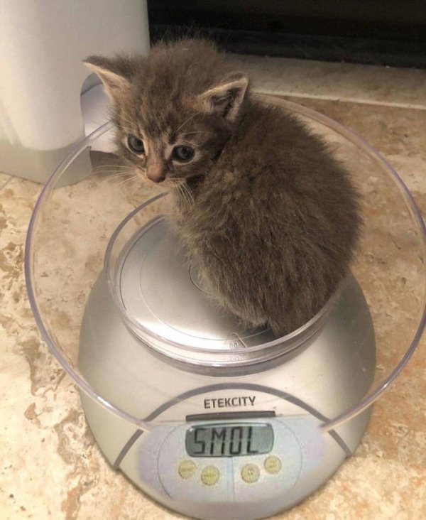 Hilarious Cats (34 pics)