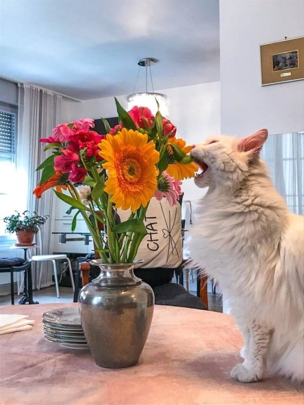 Hilarious Cats (34 pics)
