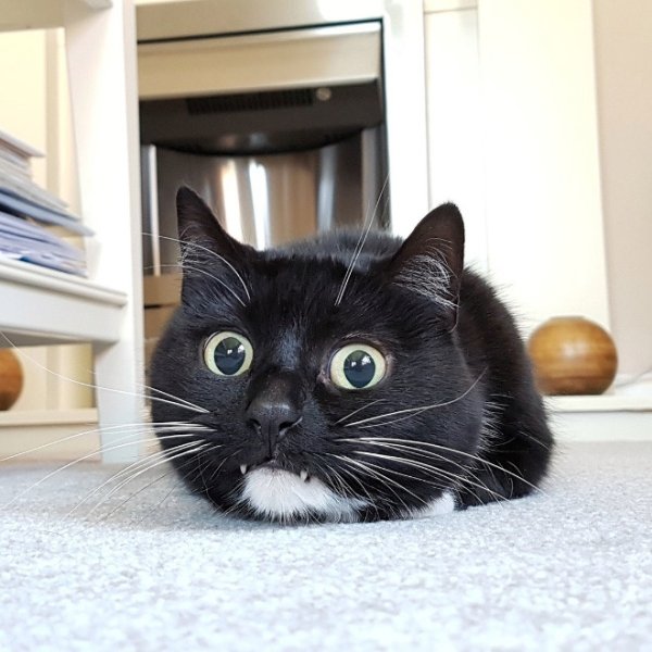 Hilarious Cats (34 pics)