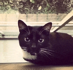 Hilarious Cats (34 pics)