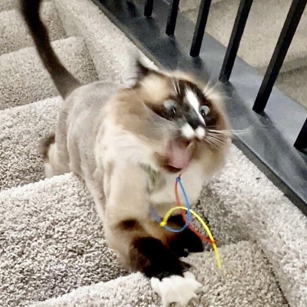 Hilarious Cats (34 pics)