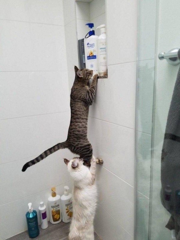 Hilarious Cats (34 pics)