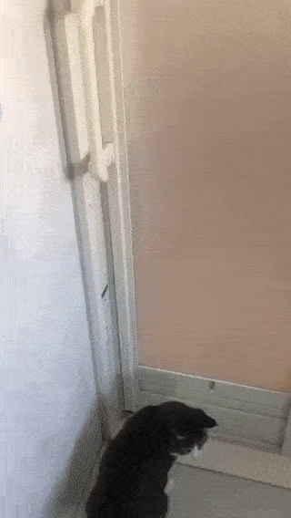 Hilarious Cats (34 pics)