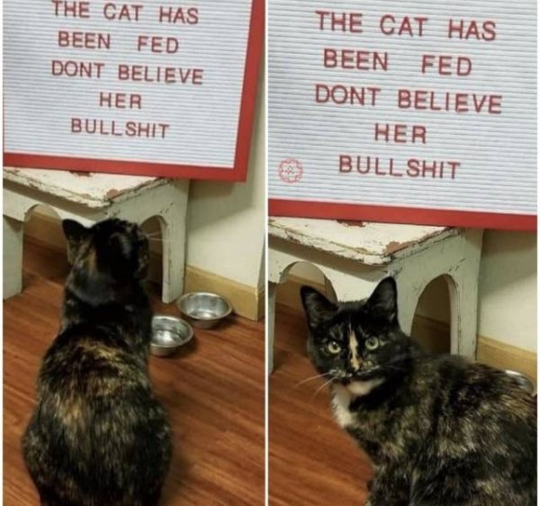 Hilarious Cats (34 pics)