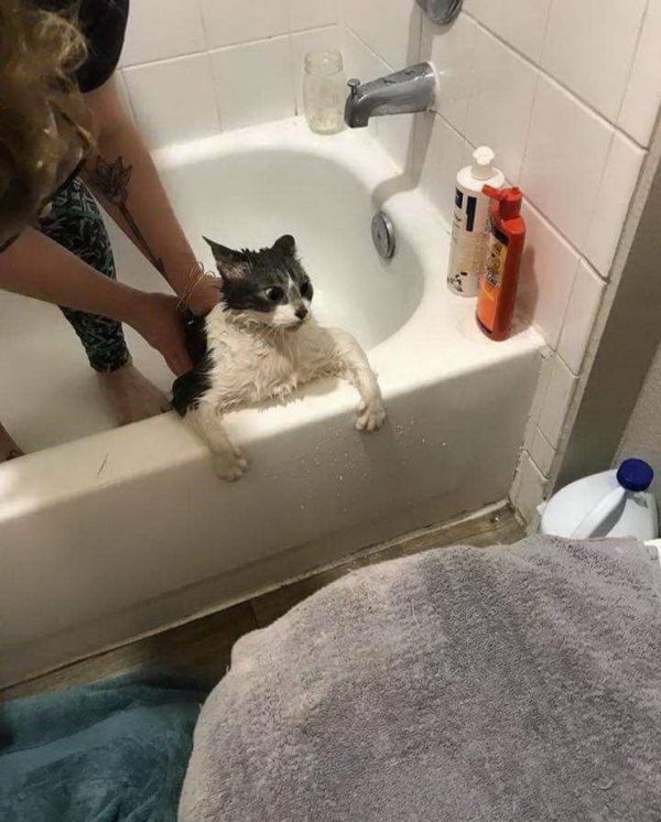 Hilarious Cats (34 pics)