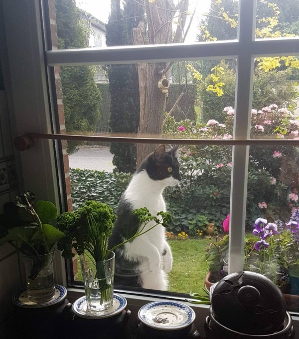 Hilarious Cats (34 pics)