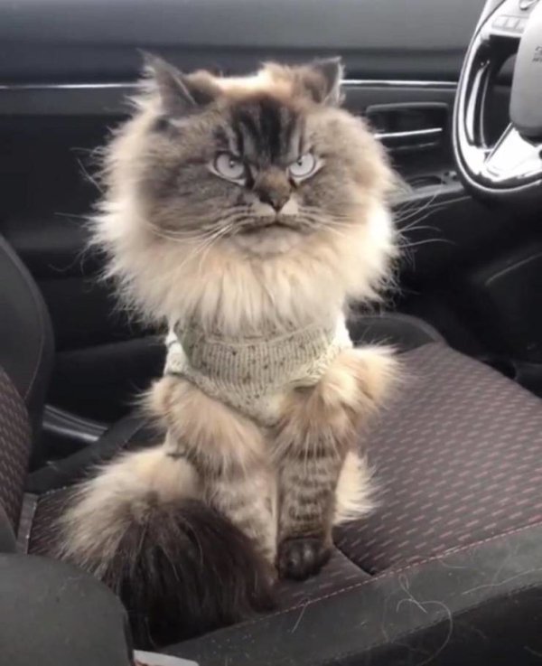 Hilarious Cats (34 pics)