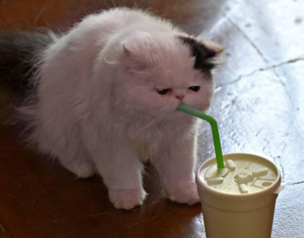 Hilarious Cats (34 pics)