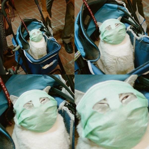 Hilarious Cats (34 pics)