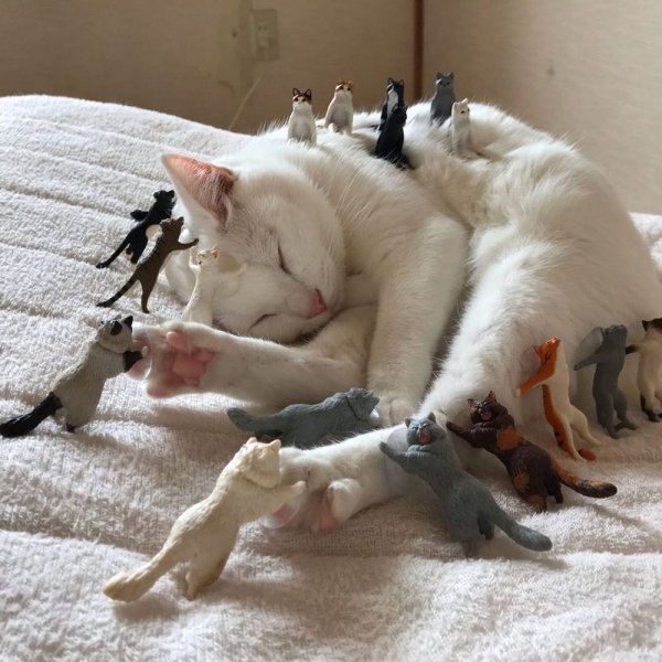 Hilarious Cats (34 pics)