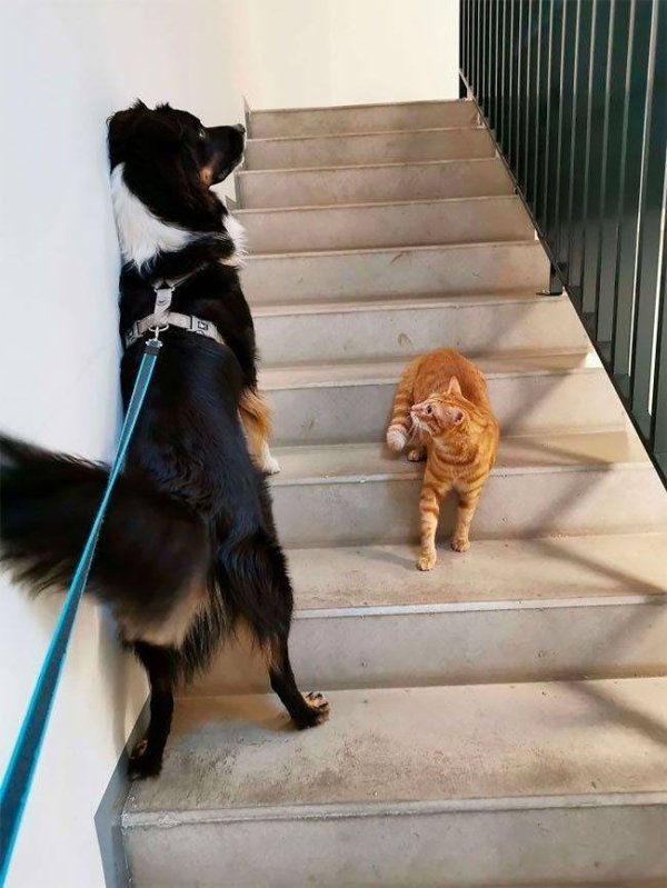 Hilarious Cats (34 pics)