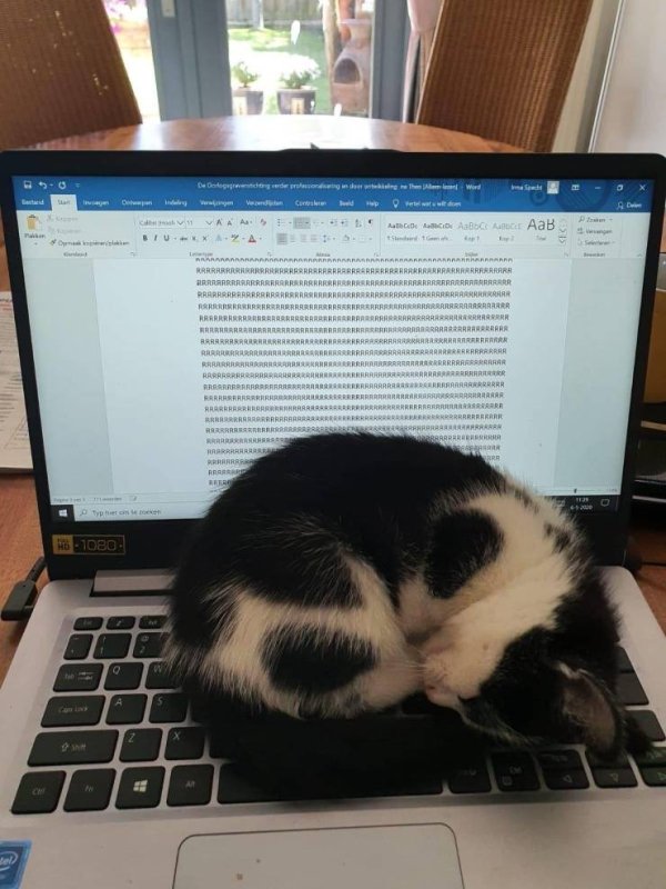 Hilarious Cats (34 pics)