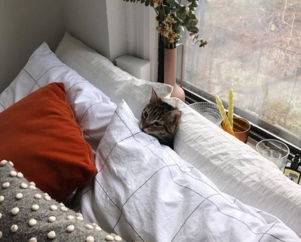 Hilarious Cats (34 pics)