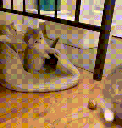 Hilarious Cats (34 pics)