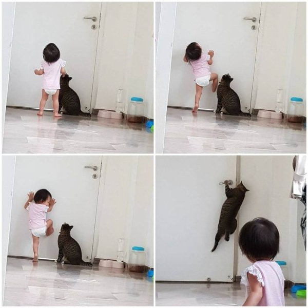 Hilarious Cats (34 pics)