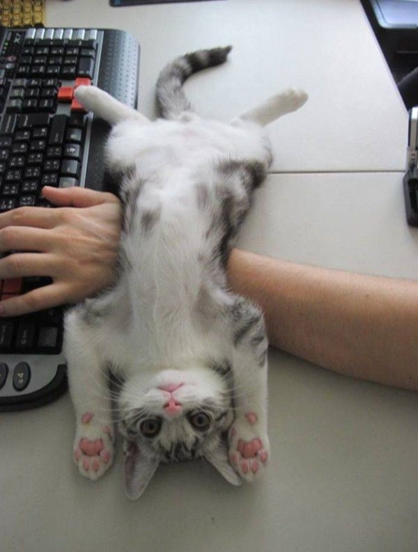 Hilarious Cats (34 pics)