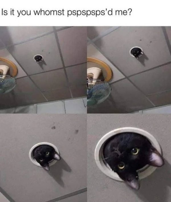 Hilarious Cats (34 pics)