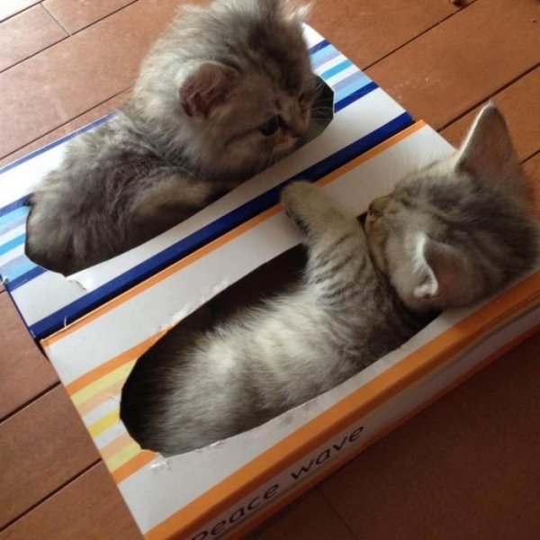 Hilarious Cats (34 pics)