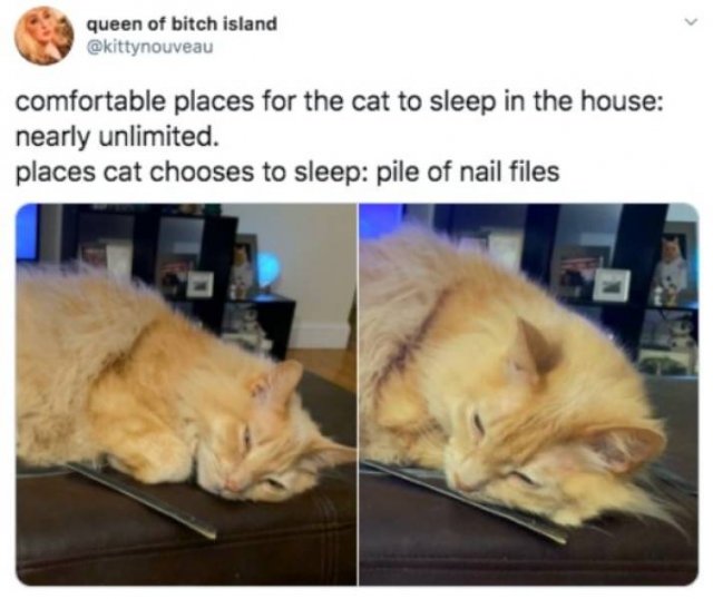 Funny Tweets (44 pics)