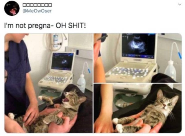 Funny Tweets (44 pics)