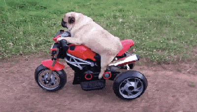 Wins (18 gifs)