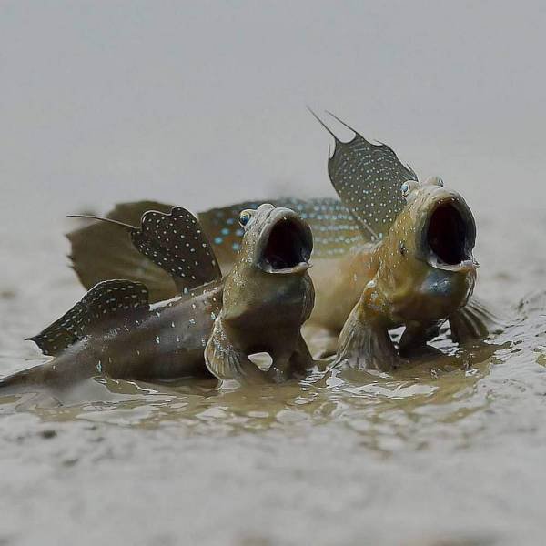 Acid Picdump. Part 1 (96 pics)