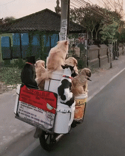 Acid Gifdump, May 27 (25 gifs)