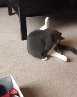 Acid Gifdump, May 27 (25 gifs)