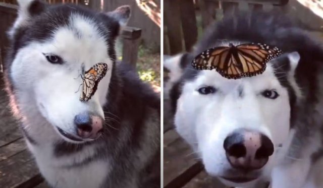 Wholesome Stories (17 pics) Wholesome Stories (17 pics)