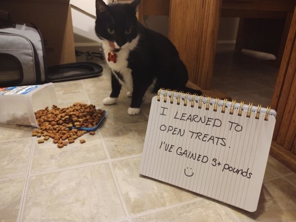 Funny Animals (61 pics)