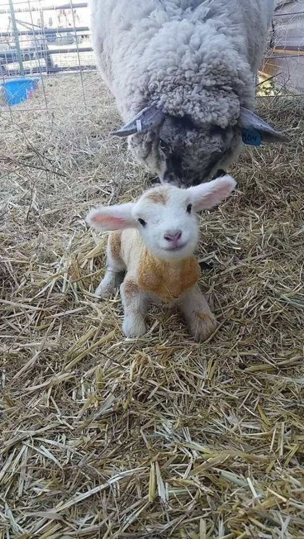 Funny Animals (61 pics)