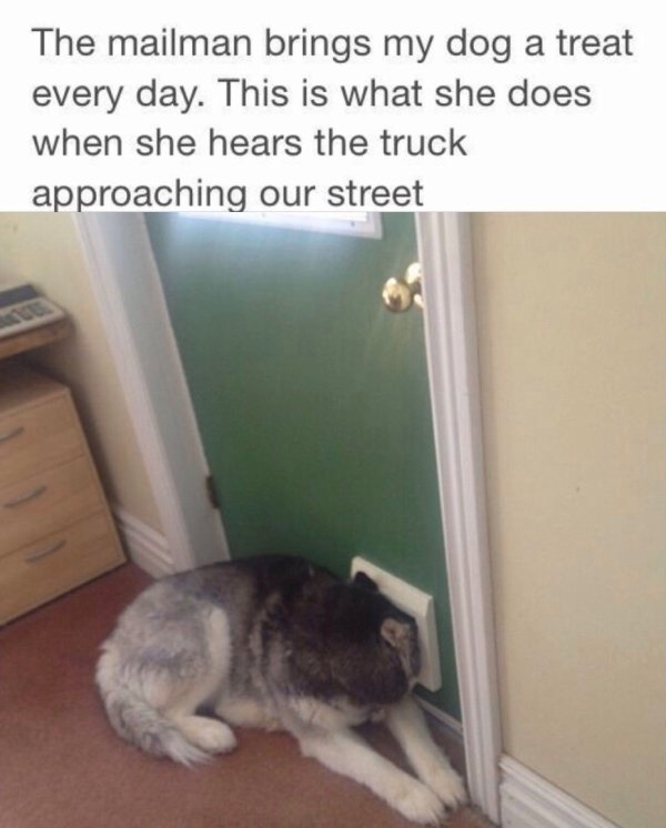 Funny Animals (61 pics)