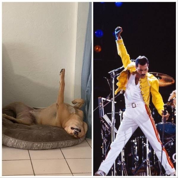 Funny Animals (61 pics)