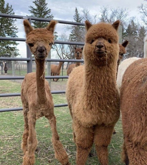 Funny Animals (61 pics)