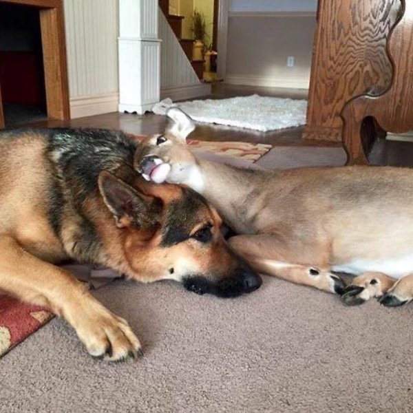 Funny Animals (61 pics)